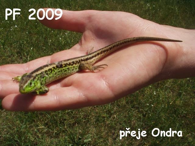PF 2009