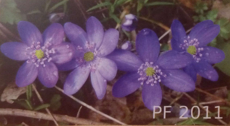 PF 2011
